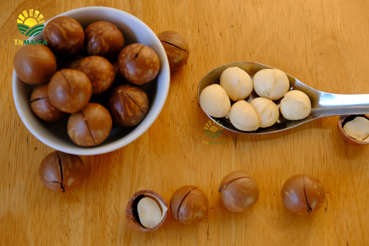 Giá hạt Macca Lâm Đồng ,Đà Lạt , Đaklak , ĐakNông tây nguyên 2021